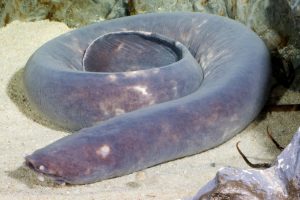 Broadgilled-Hagfish_Eptatretus-cirrhatus_Paddy-Ryan-Ryan-Photographic-FILEminimizer