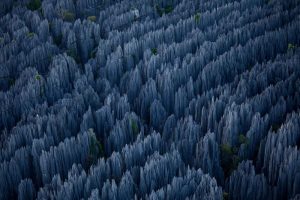 stone-forest-madagascar2