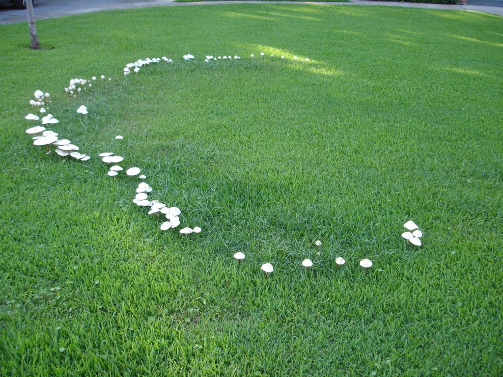 fairy ring mashrooms