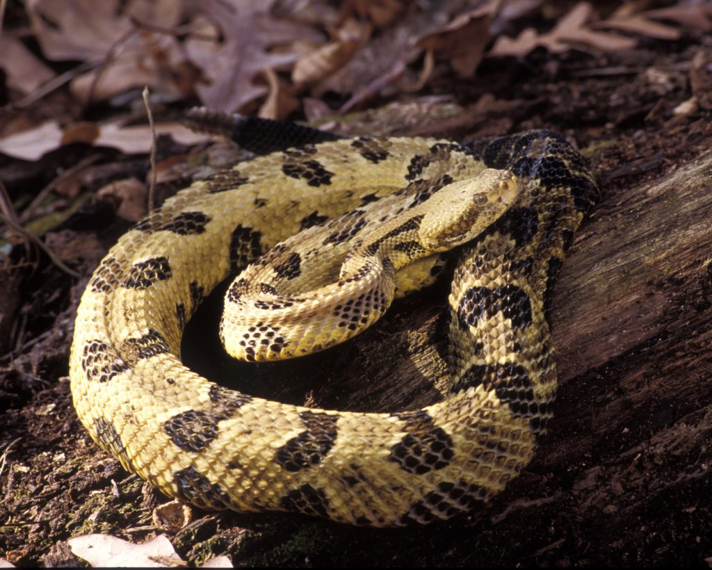 timber rattle snake