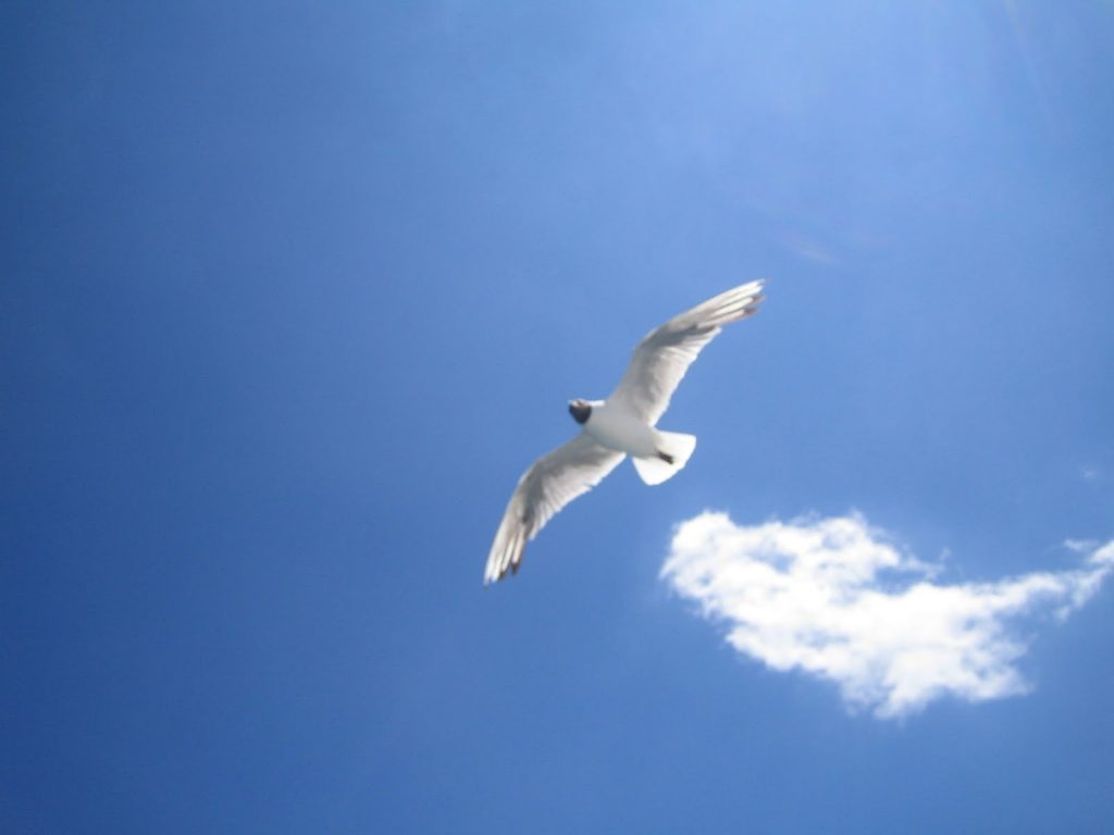 biberta_0316 - blue sky with bird