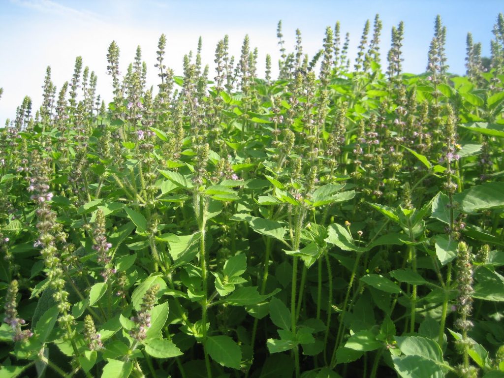 holy basil used for water purificatin